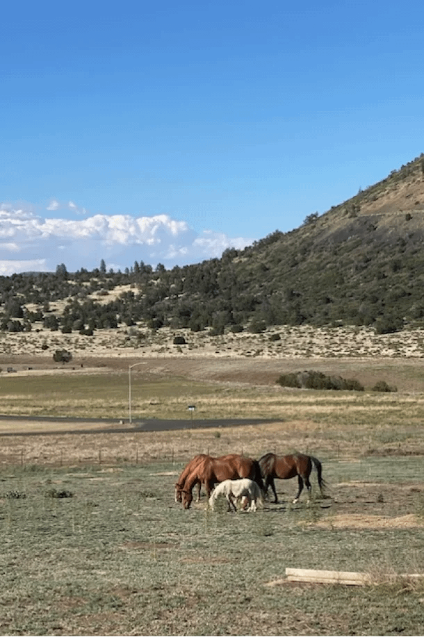 Horses art Walnut Creek Meadows